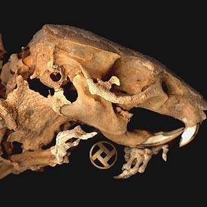 294f21777f677a86887a3a5d735dd517